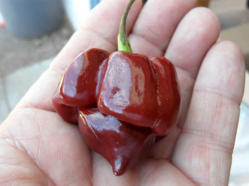 Chocolate Scotch Bonnet 10