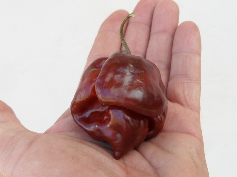 Chocolate Scotch Bonnet 2