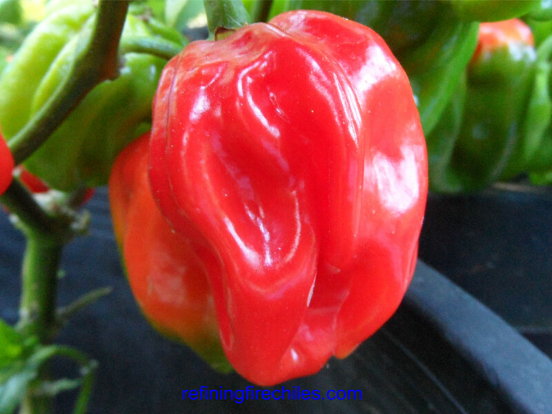 Congo Red Trinidad 13
