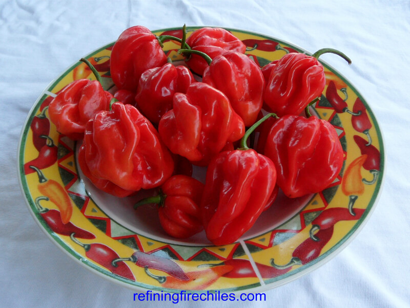 Congo Red Trinidad 17