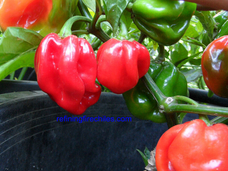 Congo Red Trinidad 6