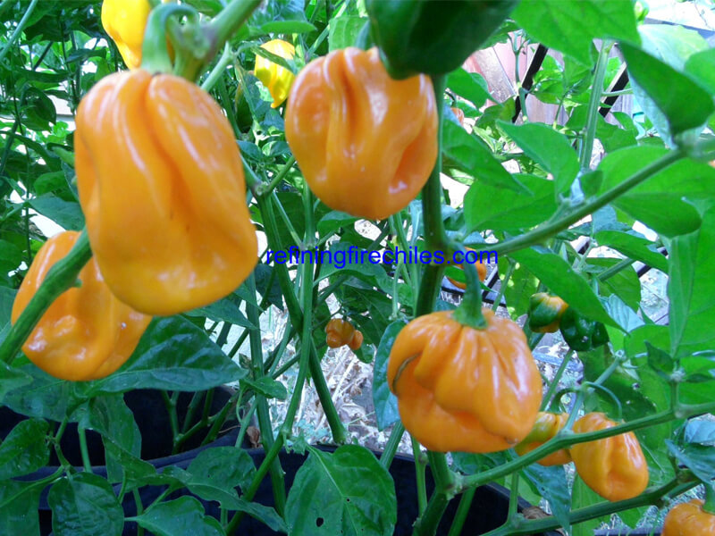 Congo Yellow Trinidad 19