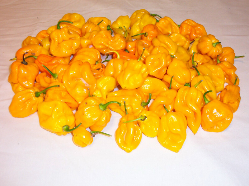 Congo Yellow Trinidad 22
