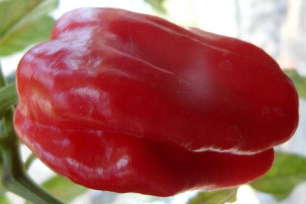 Criolla_de_Cocina_5