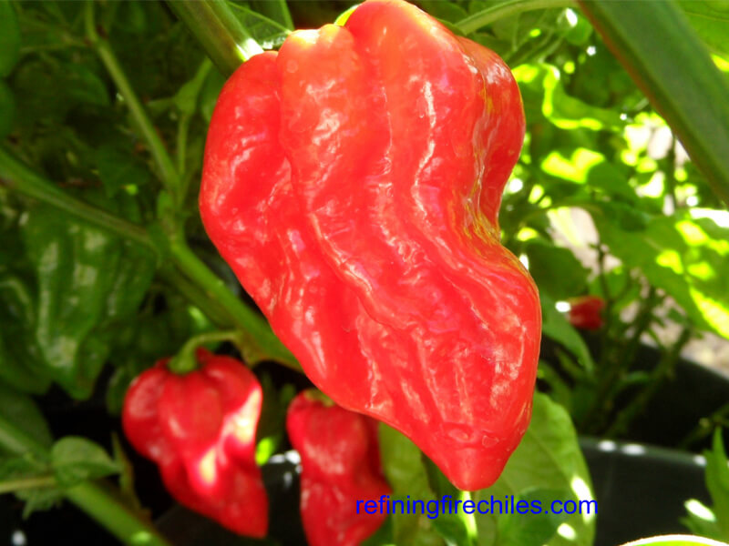 Devils Tounge Red 12