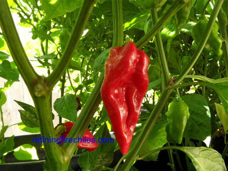 Devils Tounge Red 9