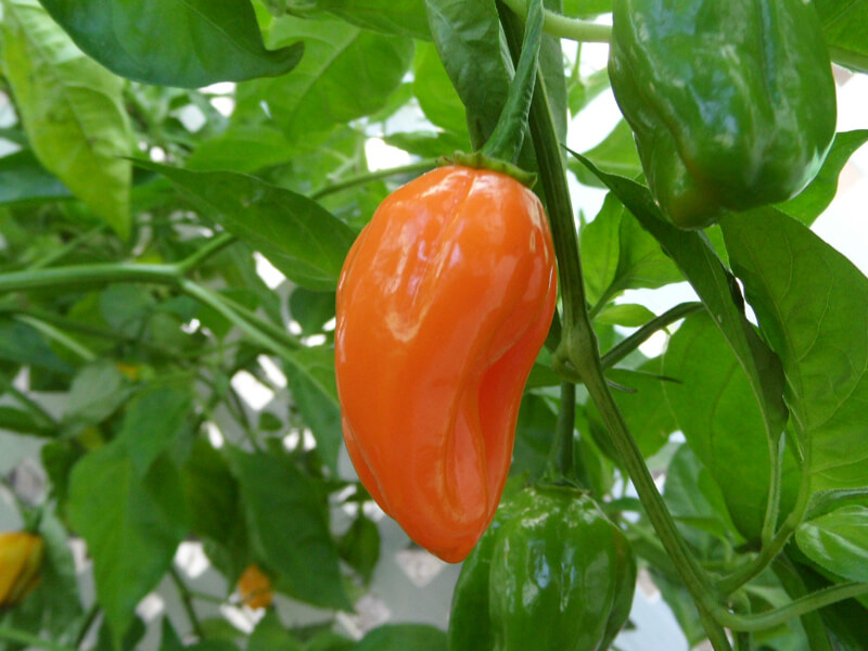 Ecuadorian_Devils_Breath_23