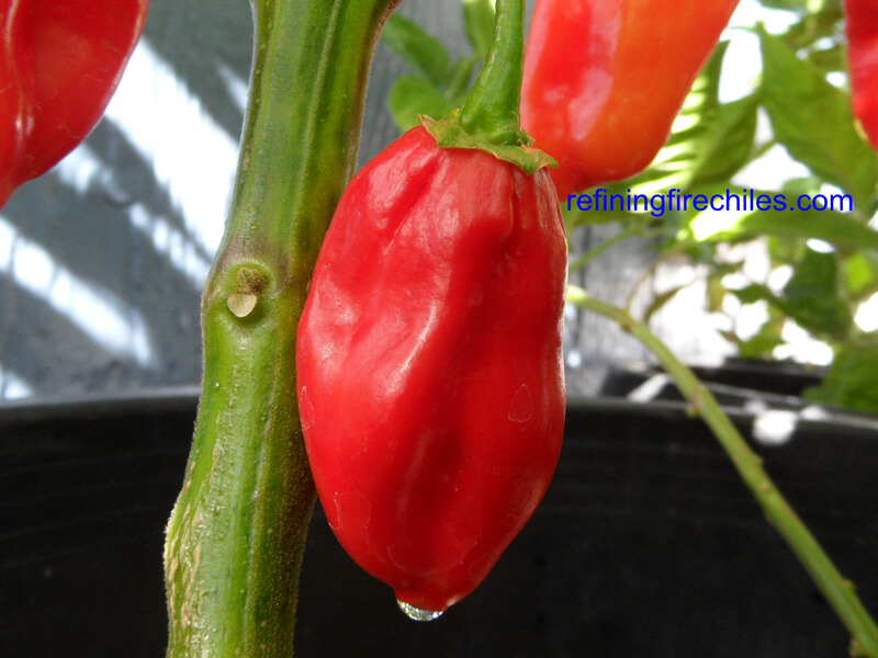 Ecuadorian Devils Breath 3