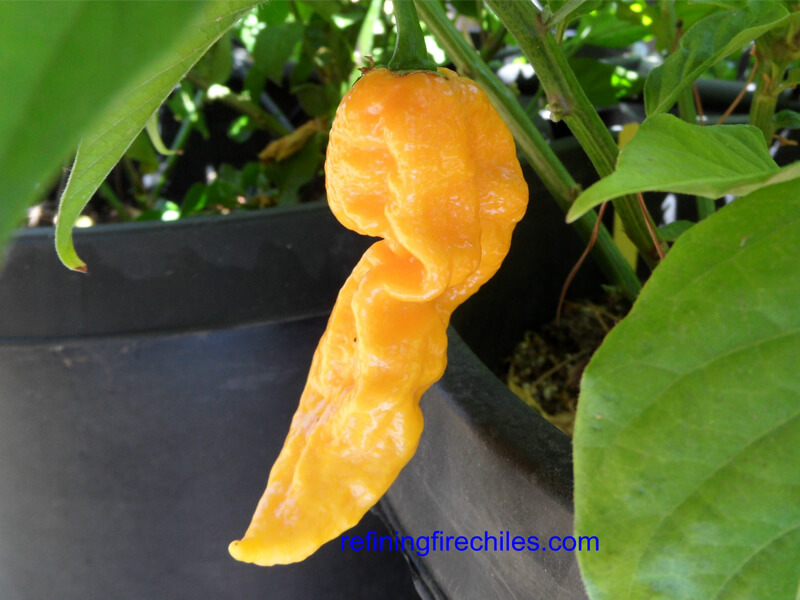 Fatalii 15