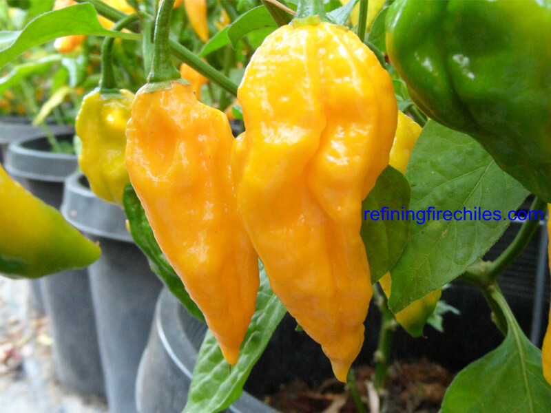 Fatalii 25