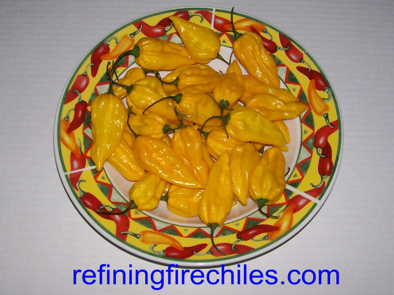 Fatalii 6
