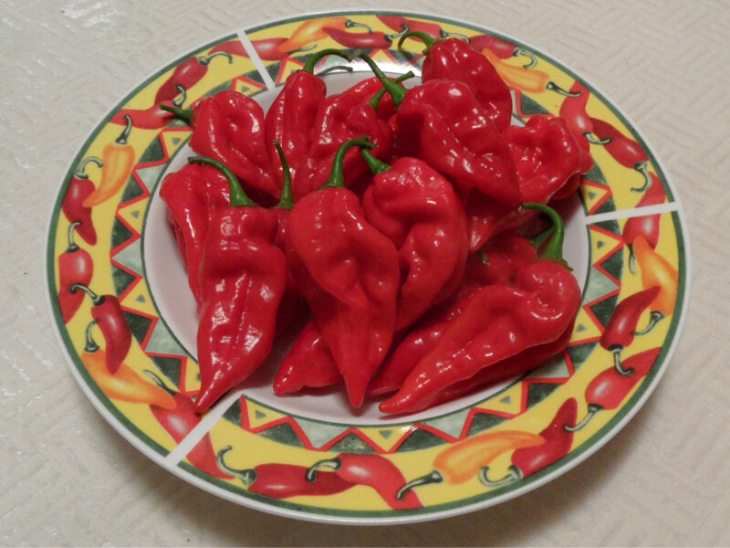 Fatalii Red 26