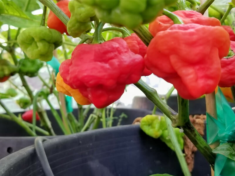 Foodarma Scotch Bonnet Red