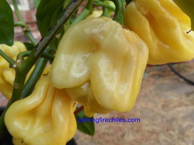 Giant White Habanero 8