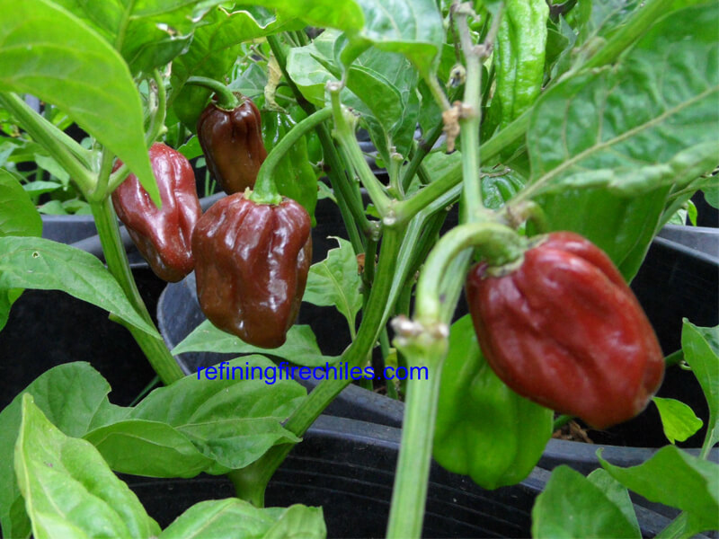 Jamaican Chocolate Habanero 1