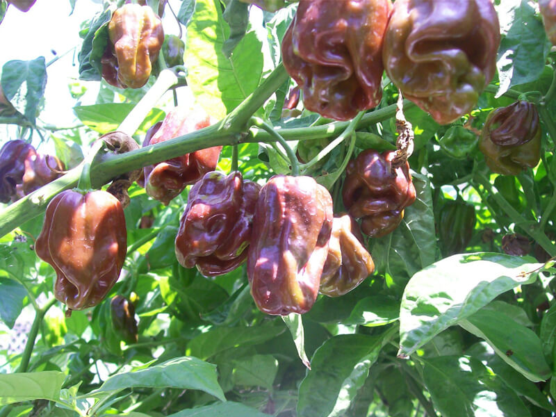 Jamaican Chocolate Habanero 10