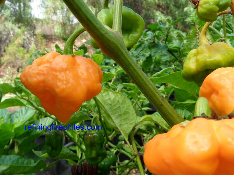 Jamaican Scotch Bonnet 9