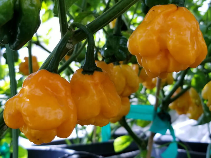 MOA Scotch Bonnet Yellow