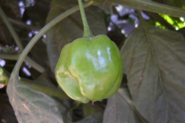 Malawi_Piquante_1