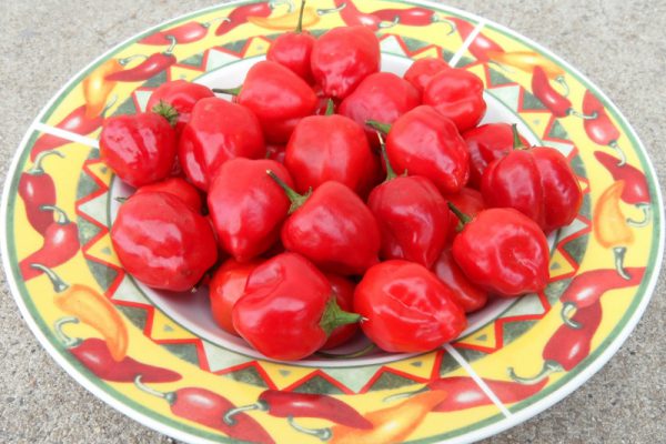 Malawi_Piquante_26