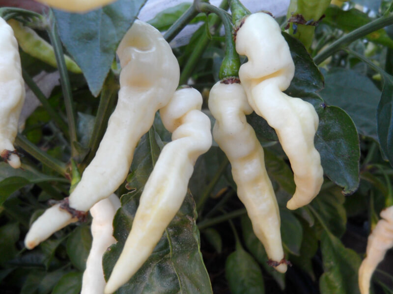 Murupi Amarela 1