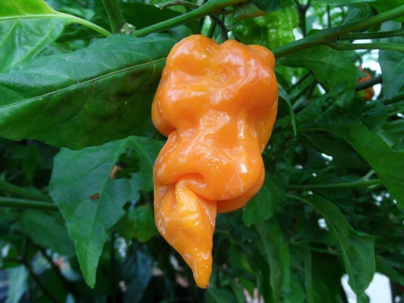 Naranja Habanero 10