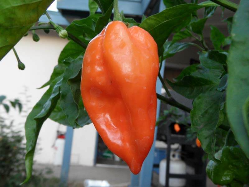 Naranja Habanero 6