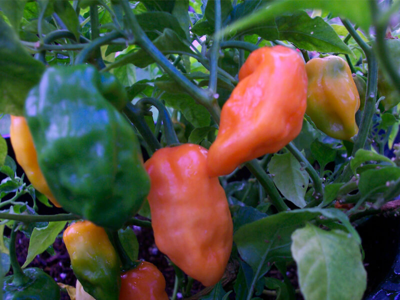 Orange Habanero 1