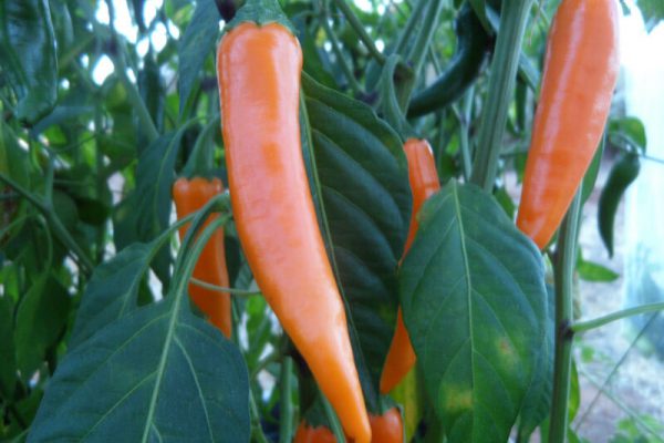 Orange_Thai_1 Orange_Thai_1