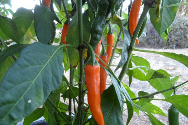 Orange_Thai_2 Orange_Thai_2