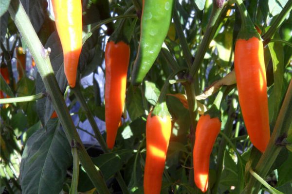 Orange_Thai_3 Orange_Thai_3