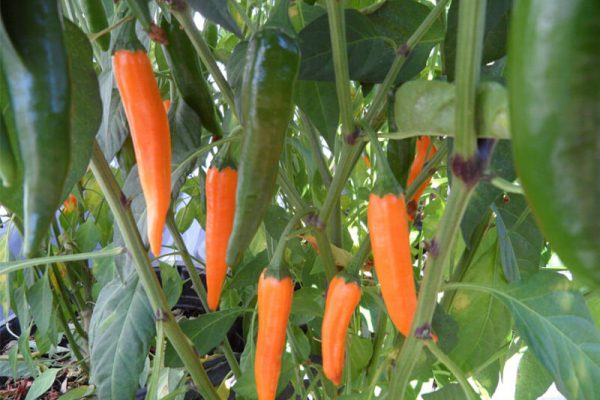 Orange_Thai_4 Orange_Thai_4
