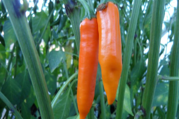 Orange_Thai_5 Orange_Thai_5