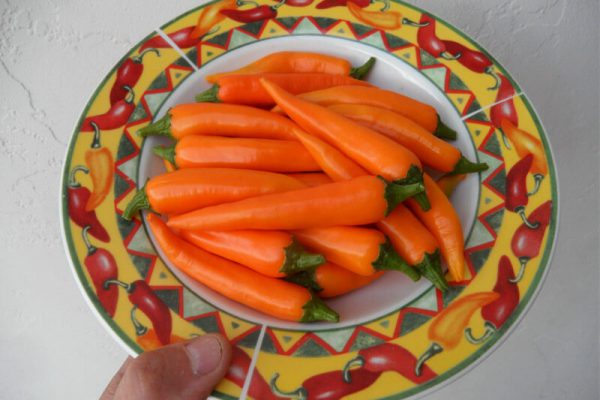 Orange_Thai_6 Orange_Thai_6