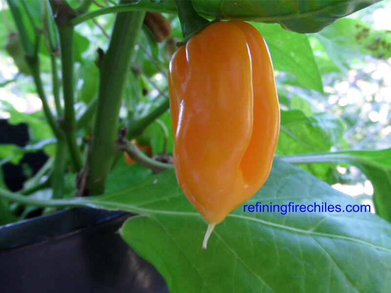 Orange Trinidad Scorpion 3