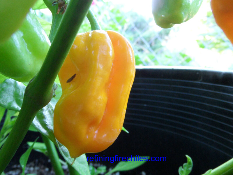 Orange Trinidad Scorpion 4