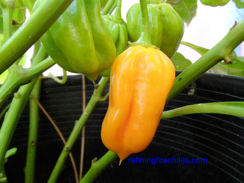 Orange Trinidad Scorpion 8