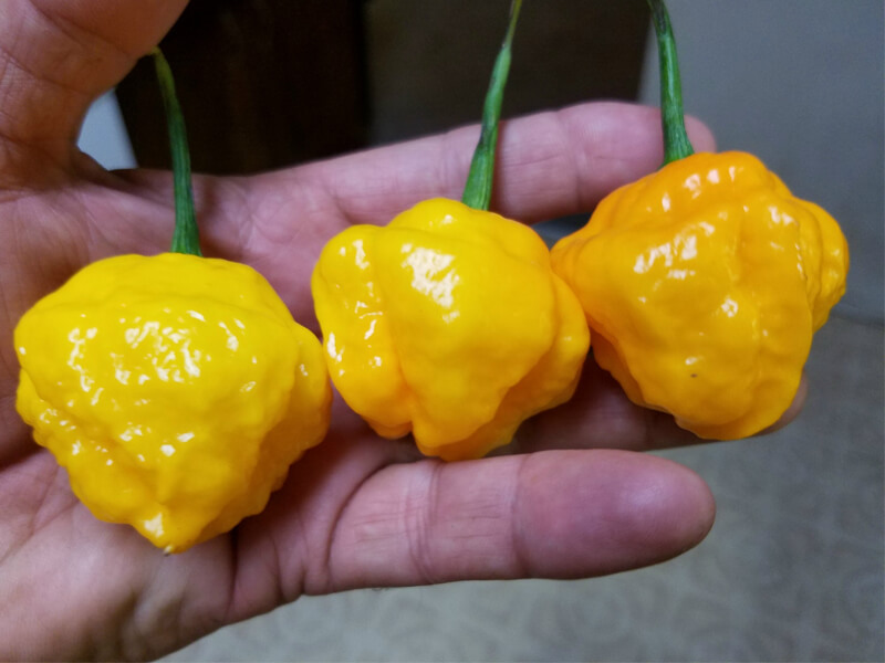 Papa Dreadie Scotch Bonnet
