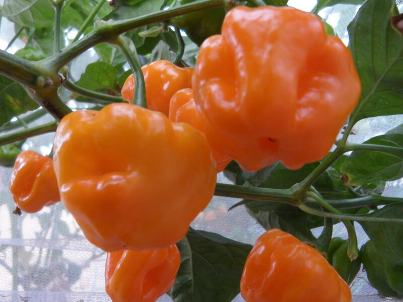 Petenero 4