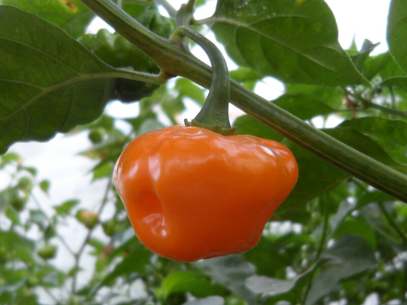 Petenero 7