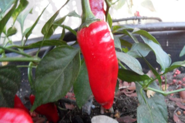 Piment_de_Bresse_2