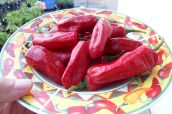 Piment_de_Bresse_6