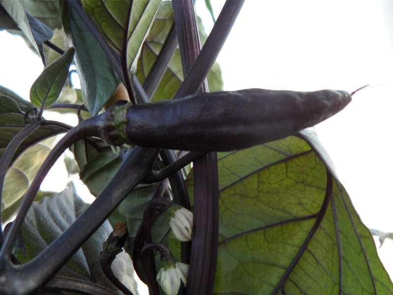 Pimenta de Neyde 5