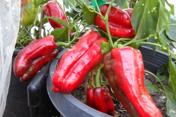 Pimiento_de_Arnoia