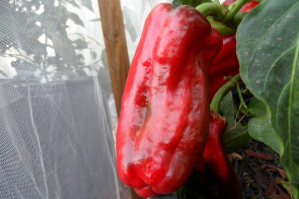 Pimiento_de_Arnoia_2