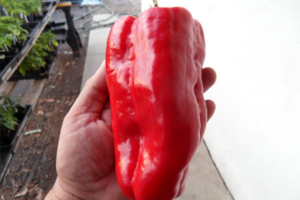Pimiento_de_Arnoia_3