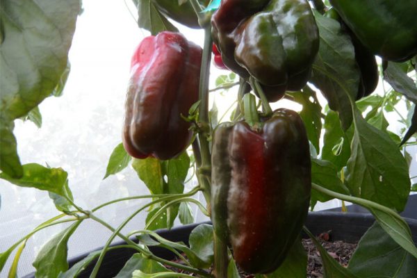 Pimiento_de_Arnoia_4