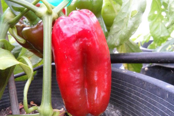 Pimiento_de_Arnoia_5