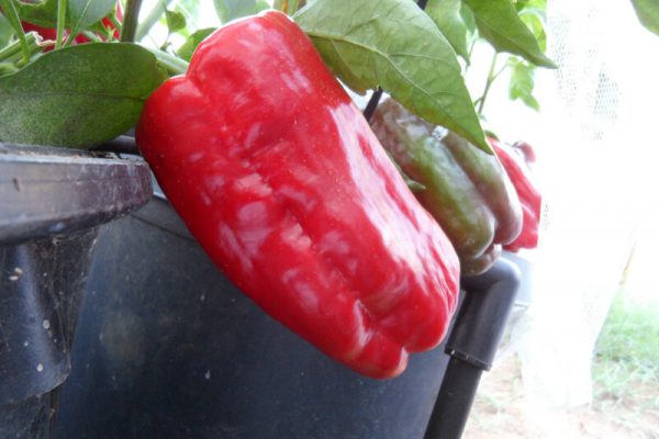 Pimiento_de_Arnoia_6