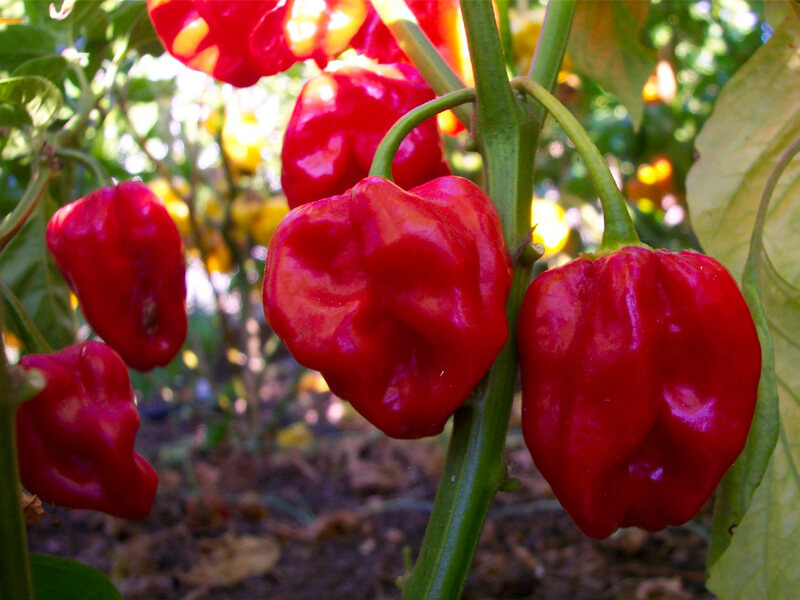 Red Savina 2
